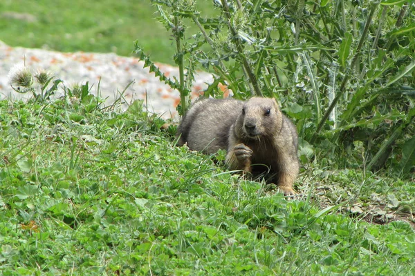 グレー マーモット Marmota Baibacina — ストック写真