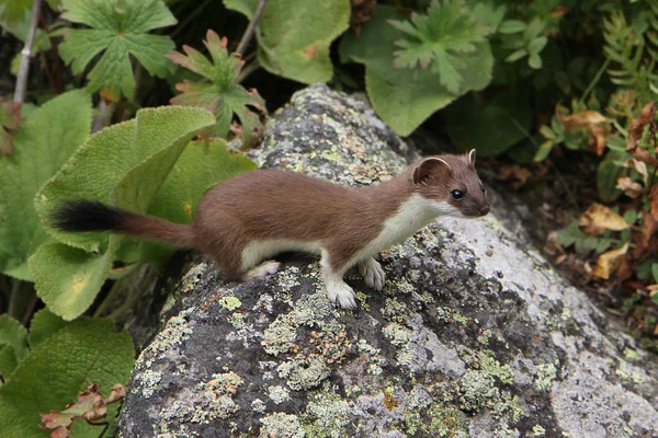 Akıllı Gelincik (Mustela erminea)