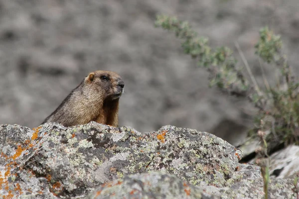 Gray Marmot Marmota Baibacina — Stock Photo, Image