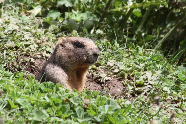 グレー マーモット Marmota Baibacina — ストック写真