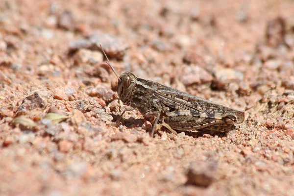 İtalyan Keçiboynuzu (Calliptamus italicus)