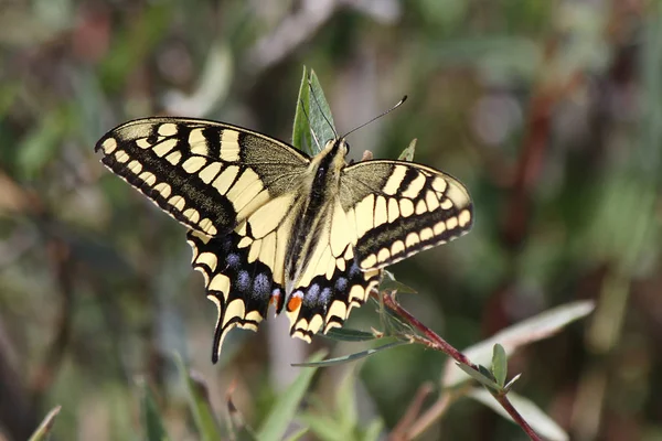 Eski Dünya Kırlangıç Kuyruğu (Papilio machaon)