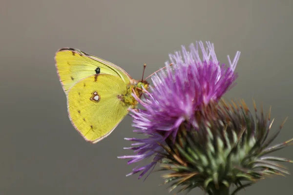 美しい蝶モンキチョウ節電 — ストック写真