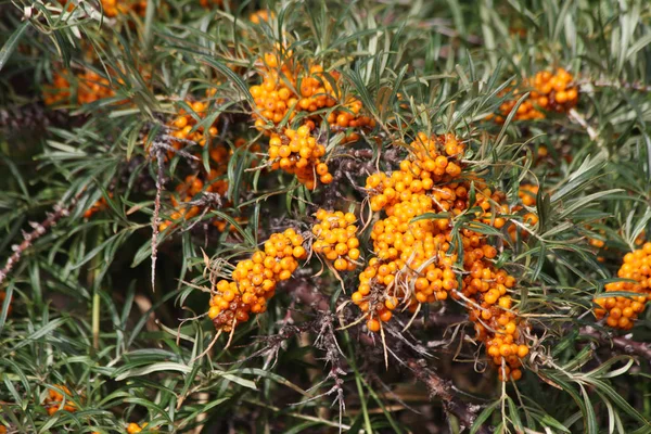 Plants Kyrgyzstan Hippophae Rhamnoides — Stock Photo, Image
