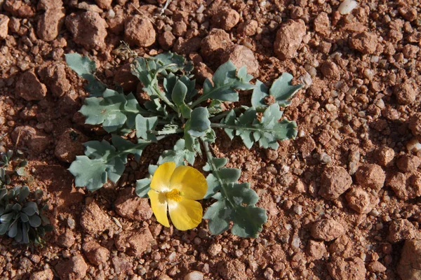 Plants Kyrgyzstan Glaucium — Stock Photo, Image