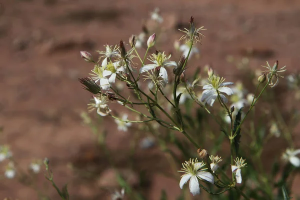 Растения Кыргызстана Clematis Songarica — стоковое фото