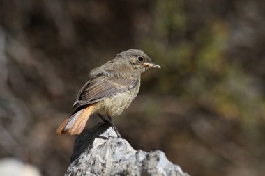Birds of Tajikistan: Immature Black redstart (Phoenicurus ochruros) clipart
