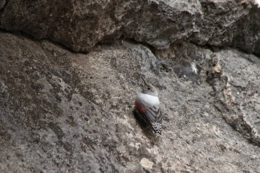 Tacikistan kuşların: duvartırmaşık kuşugiller (Tichodroma muraria)