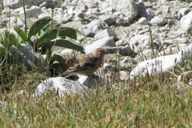 Tacikistan kuşların: düz dağ Finch (Leucosticte nemoricola)