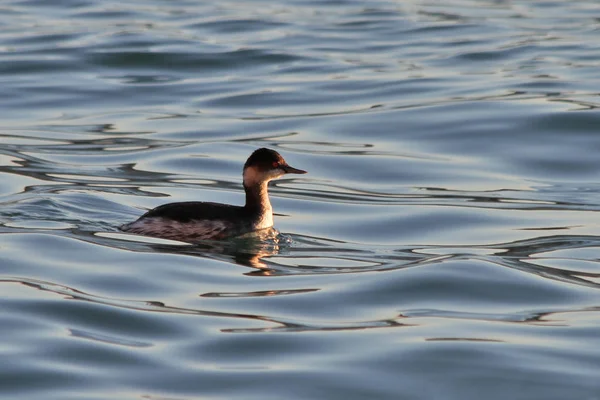 Uccelli Venezia Grebe Dal Collo Nero Podiceps Nigricollis — Foto Stock