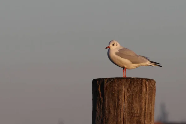 Birds Venice Black Headed Gull Chroicocephalus Ridibundus — Stock Photo, Image