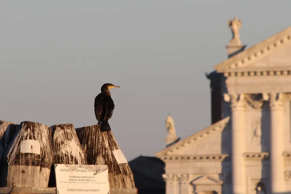 Aves Veneza Grande Corvo Marinho Phalacrocorax Carbo — Fotografia de Stock