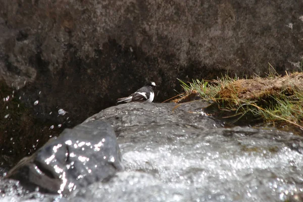 Birds Tajikistan Little Forktail Enicurus Scouleri — Stock Photo, Image