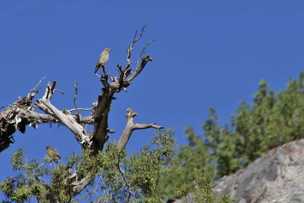Birds Tajikistan Common Rock Thrush Monticola Saxatilis — Stock Photo, Image