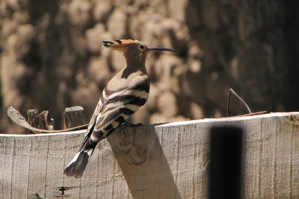 Oiseaux Tadjikistan Hoopoé Eurasien Upupa Epops — Photo