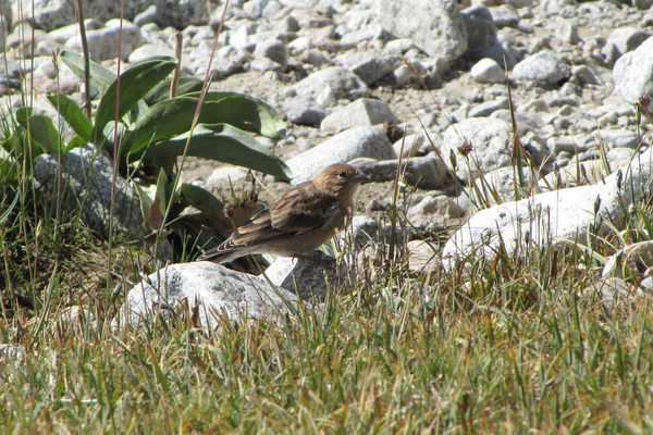 Uccelli Del Tagikistan Fringuello Della Pianura Montana Leucosticte Nemoricola — Foto Stock