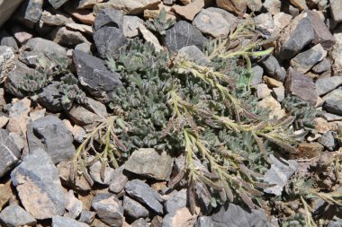 Tacikistan bitkilerin: Oreoblastus flabellatus