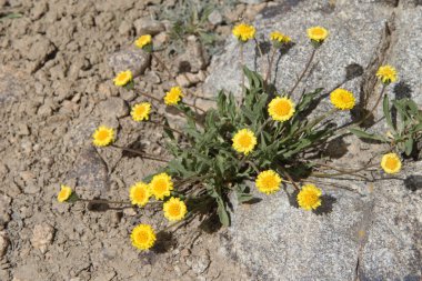 Tacikistan bitkilerin: Erigeron cabulicus