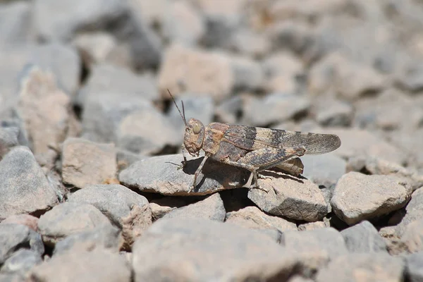Insects Tajikistan Oedipoda — Stock Photo, Image