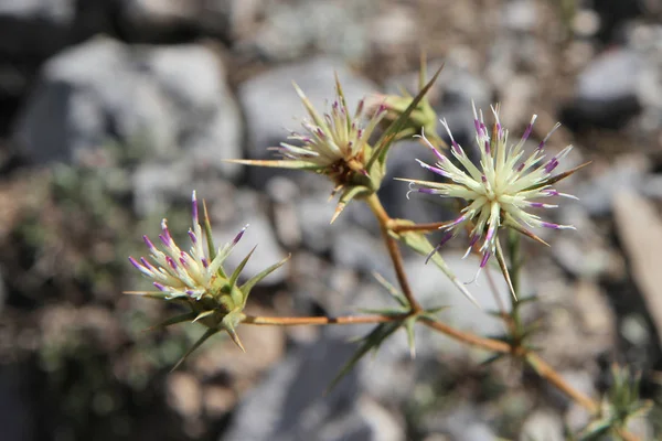 Plants Tajikistan Cousinia Sarawschanica — Stock Photo, Image