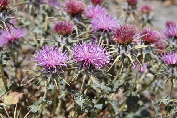 Plantas Tajiquistão Cousinia Carduncelloidea — Fotografia de Stock