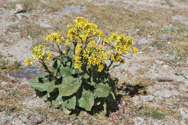 Plantas Tayikistán Ligularia Thomsonii —  Fotos de Stock