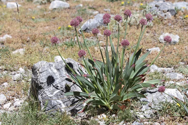 Plantas Tayikistán Allium Carolinianum —  Fotos de Stock