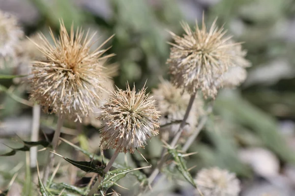 Plantas Tayikistán Echinops Maracandicus —  Fotos de Stock