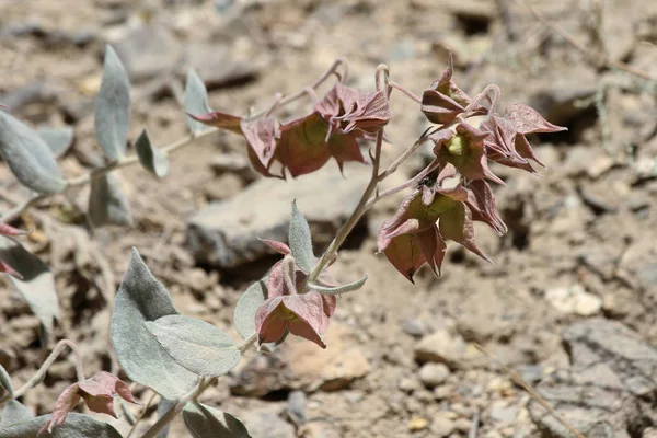 Plants Tajikistan Trichodesma Incanum — Stock Photo, Image