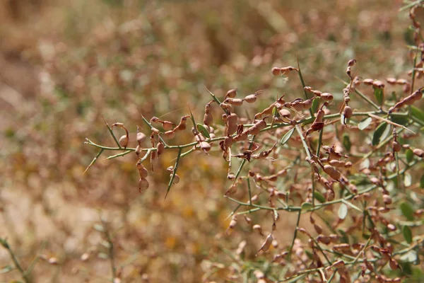 Plants Tajikistan Alhagi — Stock Photo, Image
