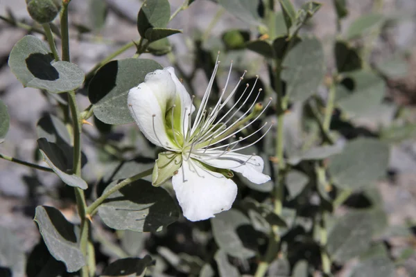 Plantas Tayikistán Capparis Herbacea —  Fotos de Stock