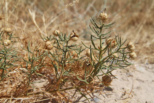 Plantas Tayikistán Peganum Harmala —  Fotos de Stock