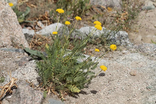 Tacikistan Bitkilerin Achillea Filipendulina — Stok fotoğraf