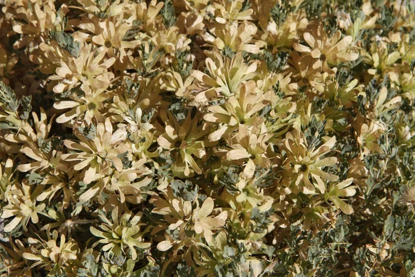 タジキスタンの植物 Lagochilus Seravschanicus — ストック写真