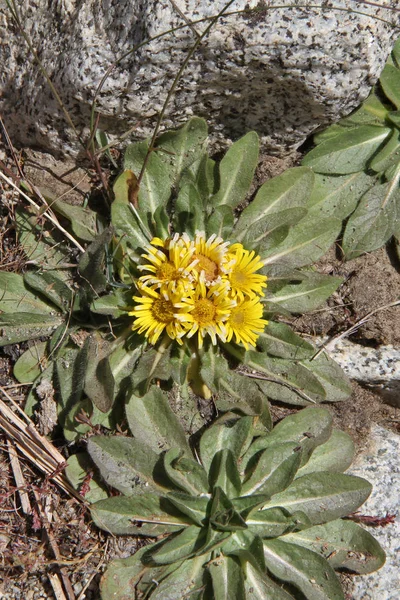 Plantas Tayikistán Inula Rhizocephala —  Fotos de Stock