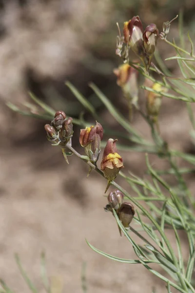 Растения Таджикистана Linaria Sessilis — стоковое фото