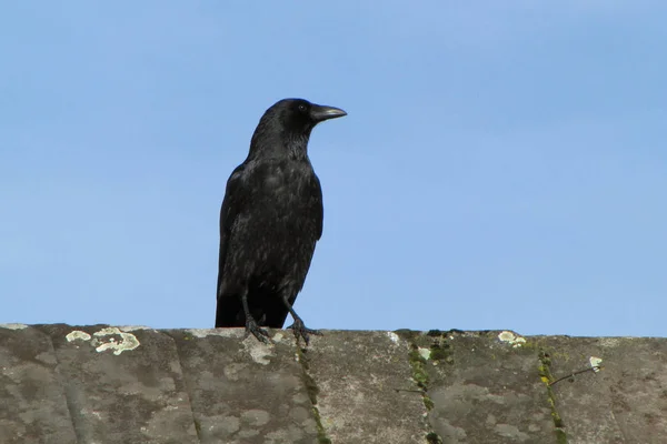 Carrion Crow Corvus Corone — Stock Photo, Image