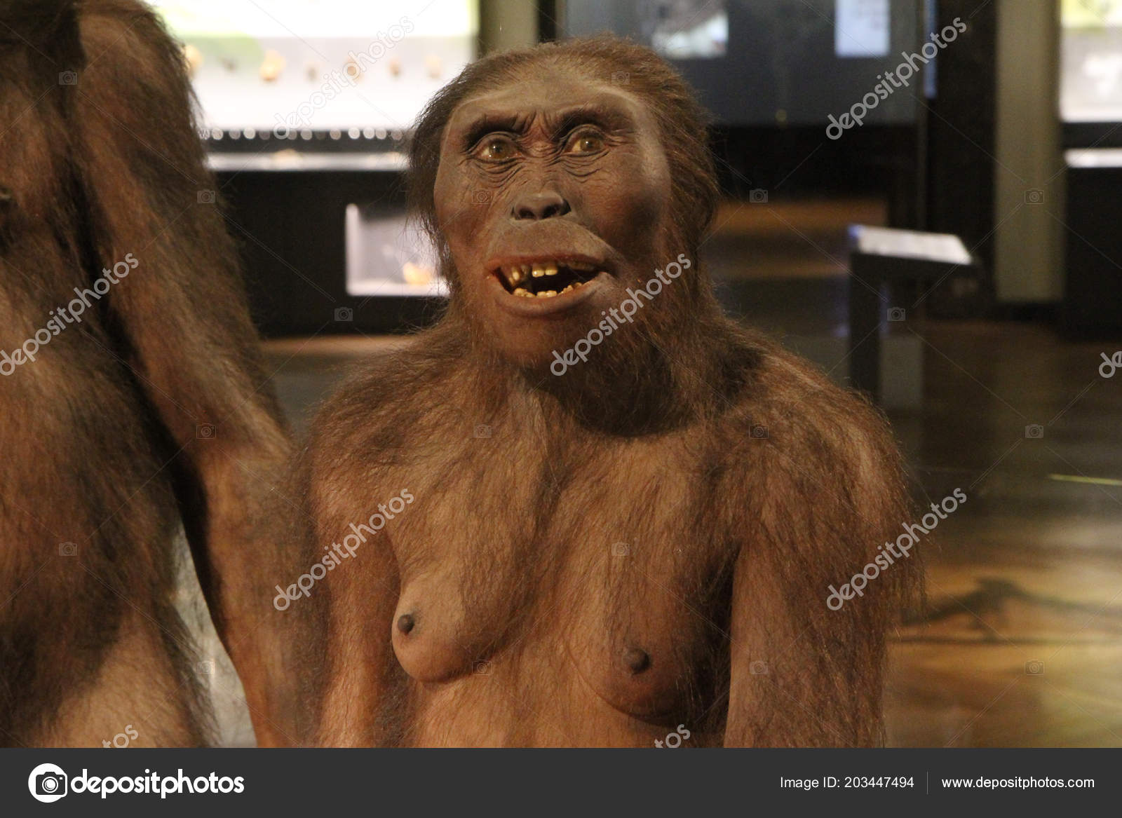 アウストラロピテクス写真素材 ロイヤリティフリーアウストラロピテクス画像 Depositphotos