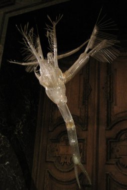 Leptodora kindtii modeli. Avusturya, Viyana: Doğal Tarih Müzesi