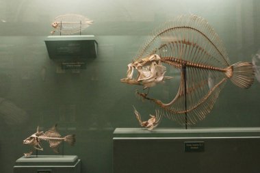 Balık iskeletler. Avusturya, Viyana: Doğal Tarih Müzesi