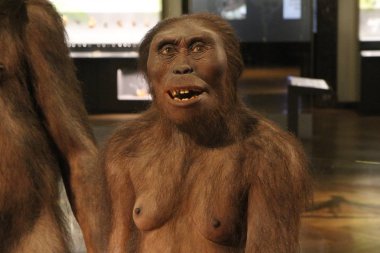 Kadın Australopithecus. Avusturya, Viyana: Doğal Tarih Müzesi