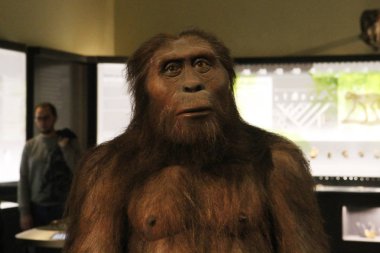 Male Australopithecus. Austria, Vienna: Natural History Museum clipart