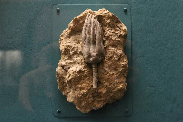 化石の海のユリ オーストリア ウィーン 自然史博物館 — ストック写真