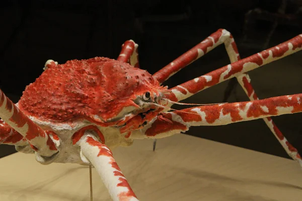 Japanese Spider Crab Macrocheira Kaempferi Austria Vienna Natural History Museum — Stock Photo, Image