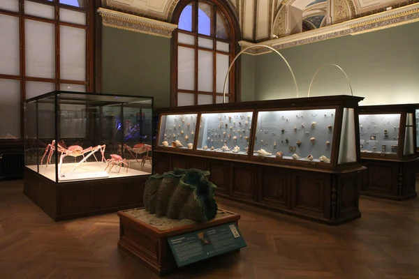 Salón Con Colecciones Invertebrados Austria Viena Museo Historia Natural — Foto de Stock