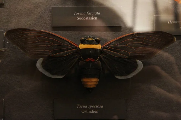 Cykada Tacua Speciosa Austria Wiedeń Muzeum Historii Naturalnej — Zdjęcie stockowe