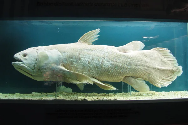 Coelacanth (Latimeria chalumnae). Avusturya, Viyana: Doğal Tarih Müzesi