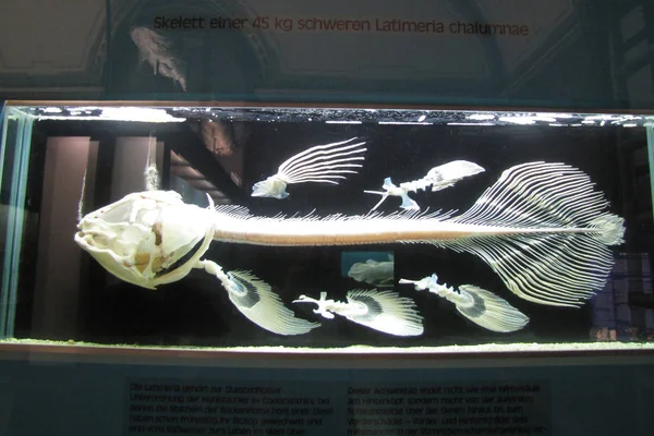 İskelet coelacanth (Latimeria chalumnae). Avusturya, Viyana: Doğal Tarih Müzesi