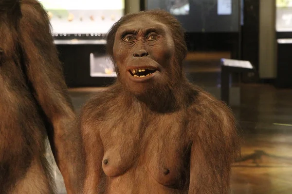 Ženské Australopithecus Rakousko Vídeň Muzeum Přírodní Historie — Stock fotografie