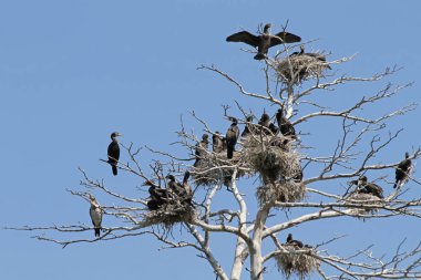 Büyük Karabatak (Phalacrocorax karbo)